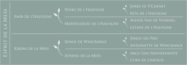 Pédigré Esprit de la Mess